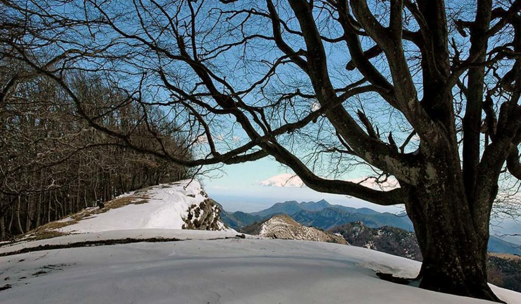 El Comanegra Nevat