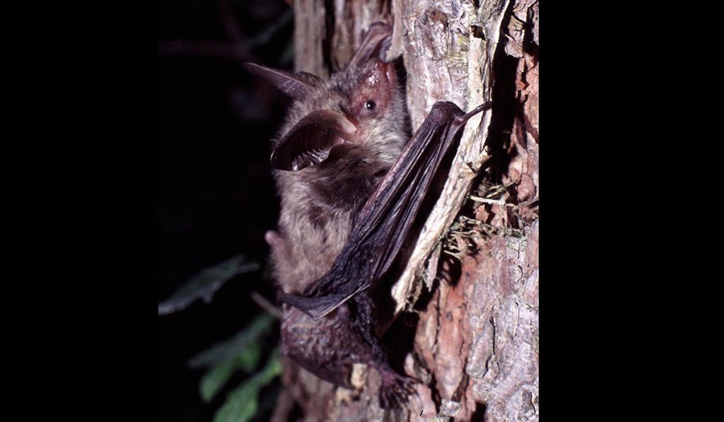 Myotis Bechsteinii