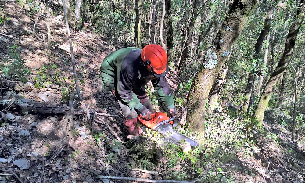 Millora d'habitats forestals de l'Alta Garrotxa