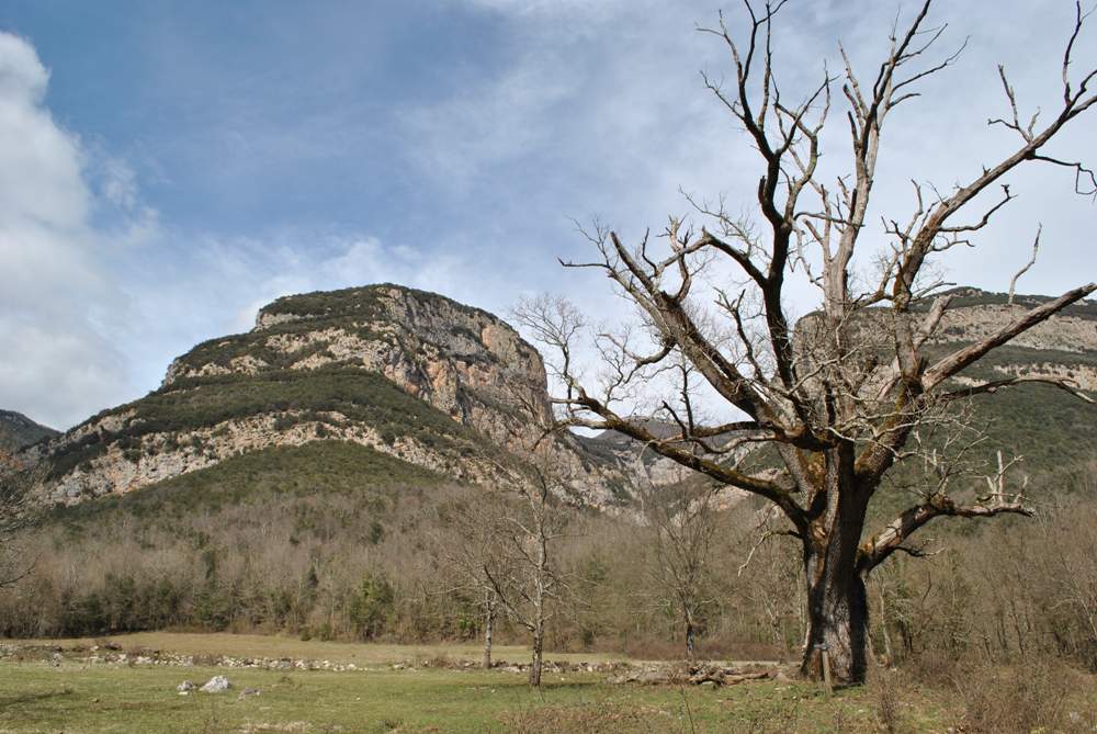 Hortmoier